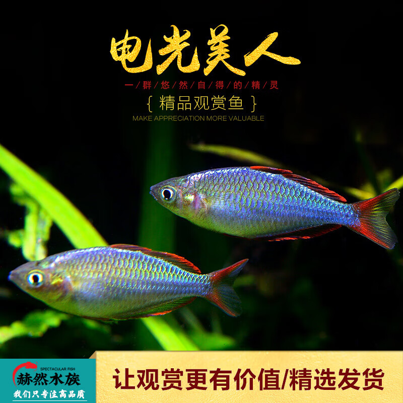 oimg石美人鱼热带红苹果红尾黄金鸽子美人蓝电光彩虹刚果美人鱼活体鱼