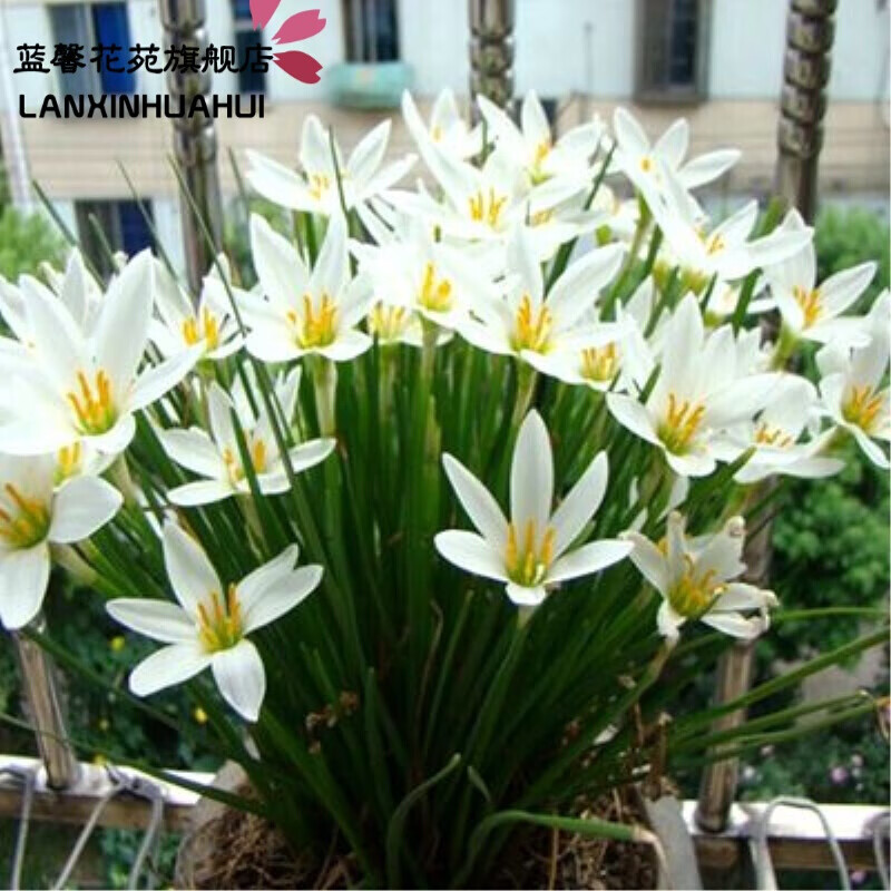 香葶苑葱兰花苗风雨兰韭兰花韭菜莲石蒜花种球根花卉室内外观花植物兰花紫粉裸根不带土 虎窝购