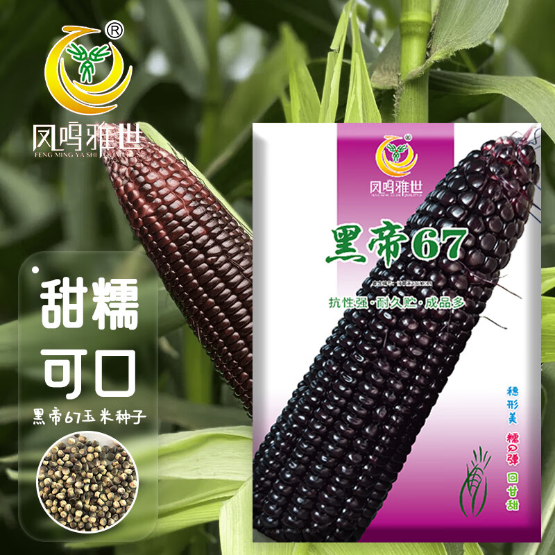 凤鸣雅世黑糯玉米种子紫玉米南北方四季大田种子黑帝67糯玉米种子100
