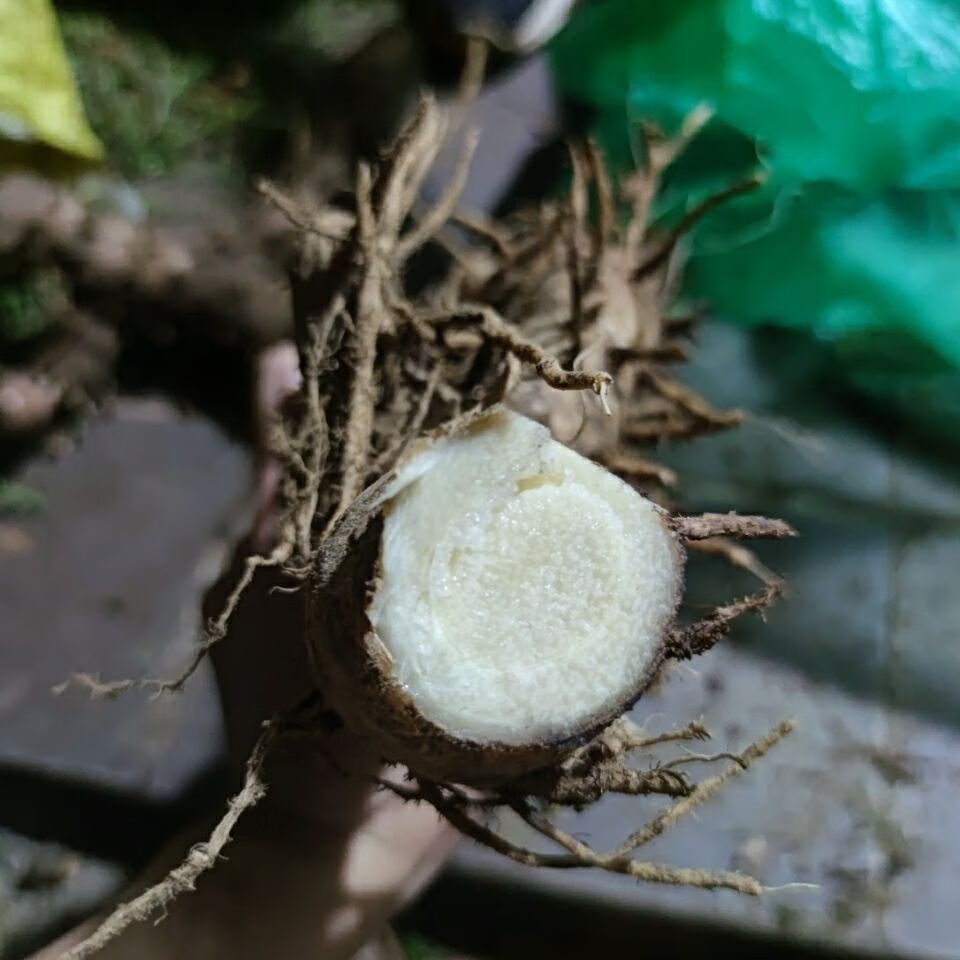 伟博闭鞘姜 樟柳头 广商陆 新鲜 1000克 1000克