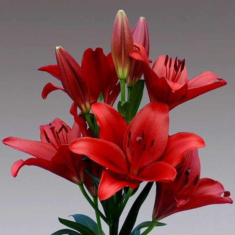 多季开花百合花苗带芽发货 四季盆栽 观赏花卉 h2 红色百合5球 花肥