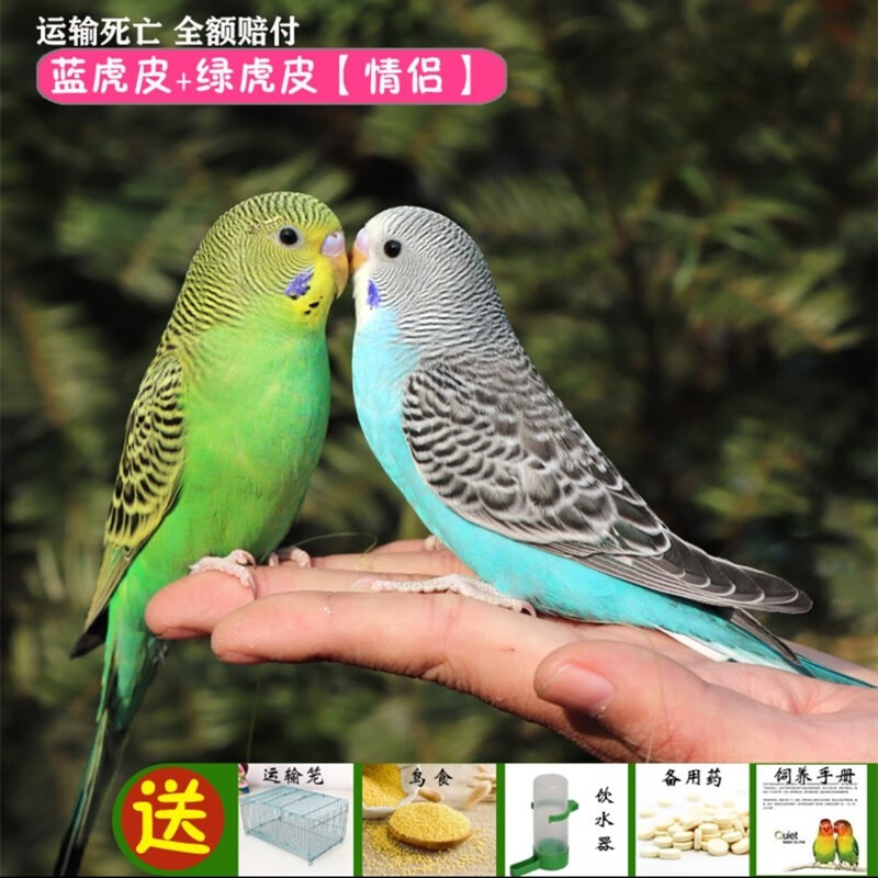 虎皮鹦鹉活体鸟玄凤鹦鹉鸟白斑绿斑活体鸟黄斑蓝斑鹦鹉牡丹鹦鹉玄凤