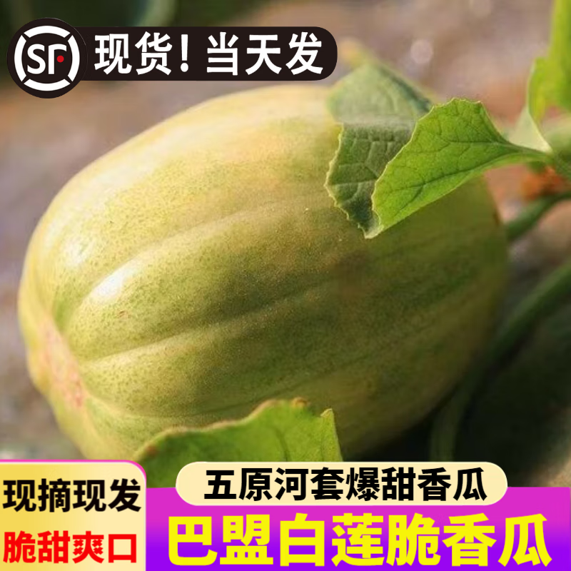 shui guo shu cai内蒙古巴盟香瓜五原特产白莲脆甜瓜河套应季现摘白兰