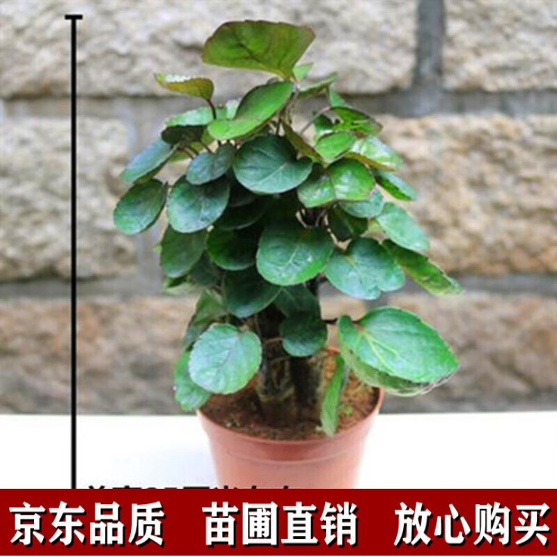 金钱兜盆栽大福禄桐钱树室内客厅绿植z5 金钱兜20厘米 不含盆