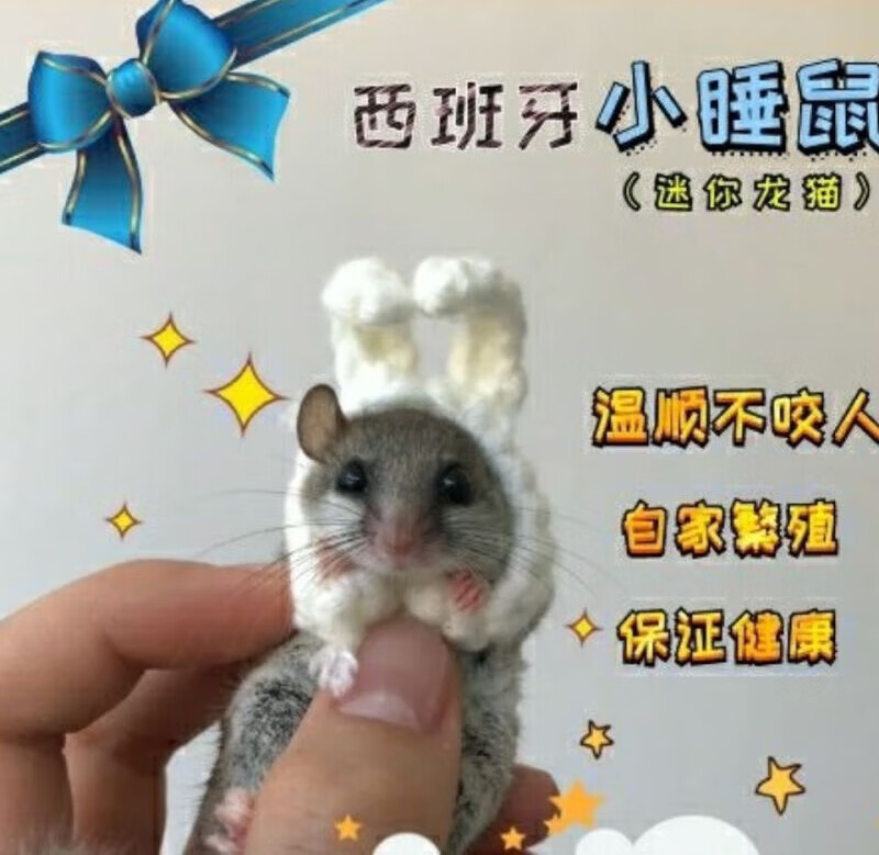 dsnzy西班牙睡鼠抖音快手网红自家养殖的西班牙睡鼠拇指鼠口袋睡鼠