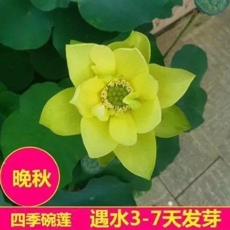 镜之月无土水培碗莲水养生植物睡莲荷花盆栽四季花卉 晚秋水养 四季