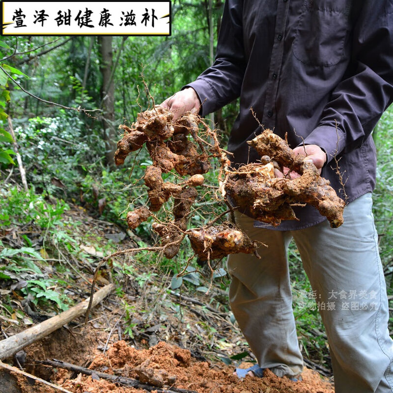 土茯苓2斤装1000g无硫广东煲汤材料可切片客家特产 新鲜现挖野生土