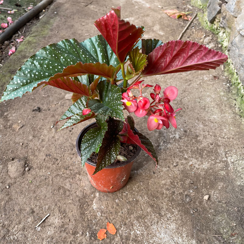 鳟鱼秋海棠 粉旗鱼海威 网红绿植盆栽室内阳台植物花卉 秋海棠 竹节