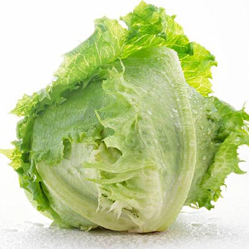 种菜记生菜种子玻璃生菜 结球生菜辛普森精英生吃沙拉阳台园艺蔬菜