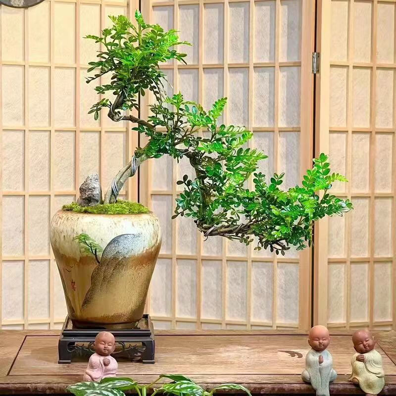 江南秋色胡椒木飘枝盆景树形茶桌玄关盆栽禅意室内室外净化空气 悬崖