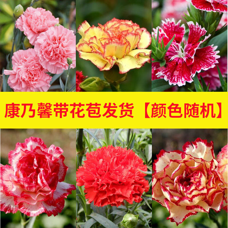 庭院室内客厅观花植物 母节绿植花卉 康乃馨带花苞发货【颜色随机】