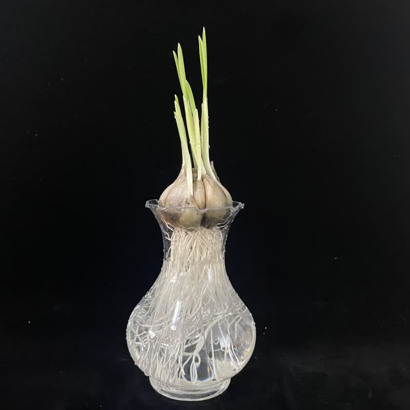 泊美鲜水培大蒜苗盆栽室内水养土蔬菜幼儿园学生作业植物角观察日记