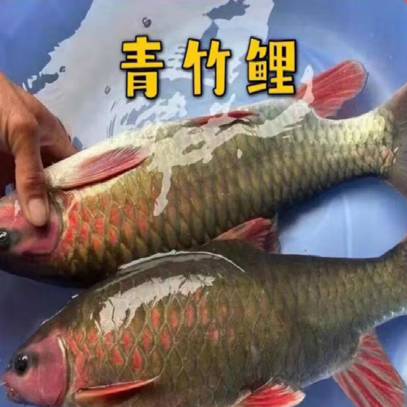 青竹鲤凤仙子吉罗倒刺鲃竹鲃鲤青鲋鲤黄冠鱼绢鱼广温性活体包活 2-3
