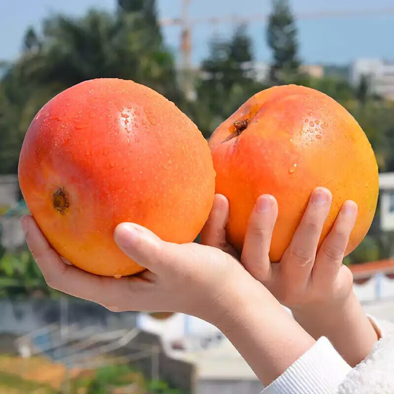 澳芒  特大澳芒彩虹芒果新鲜水果礼盒装 2斤【尝鲜】