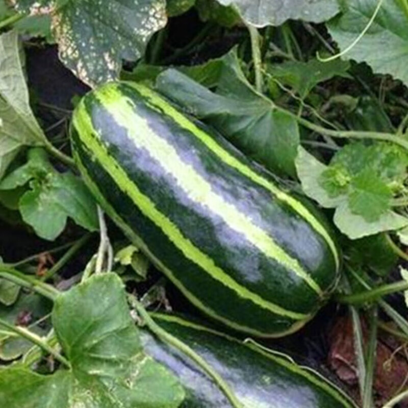 春枝韵花皮脆瓜种子梢瓜种籽一窝蜂菜瓜早熟不苦水瓜四季庭院阳台 花