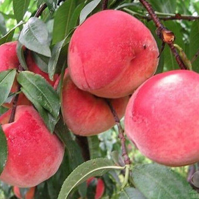 苗 嫁接桃子苗 当年结果 南北方种植庭院阳台盆栽地栽果树苗 中华寿桃