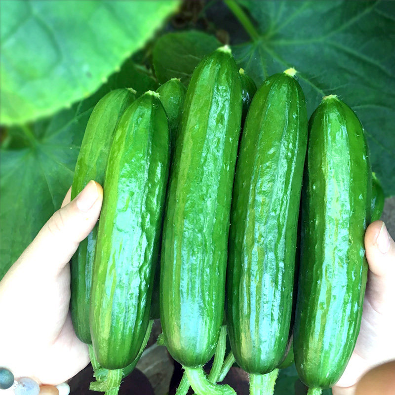 京鲜生 山东水果小黄瓜 净重5斤单果80g+ 健康轻食 源头直发