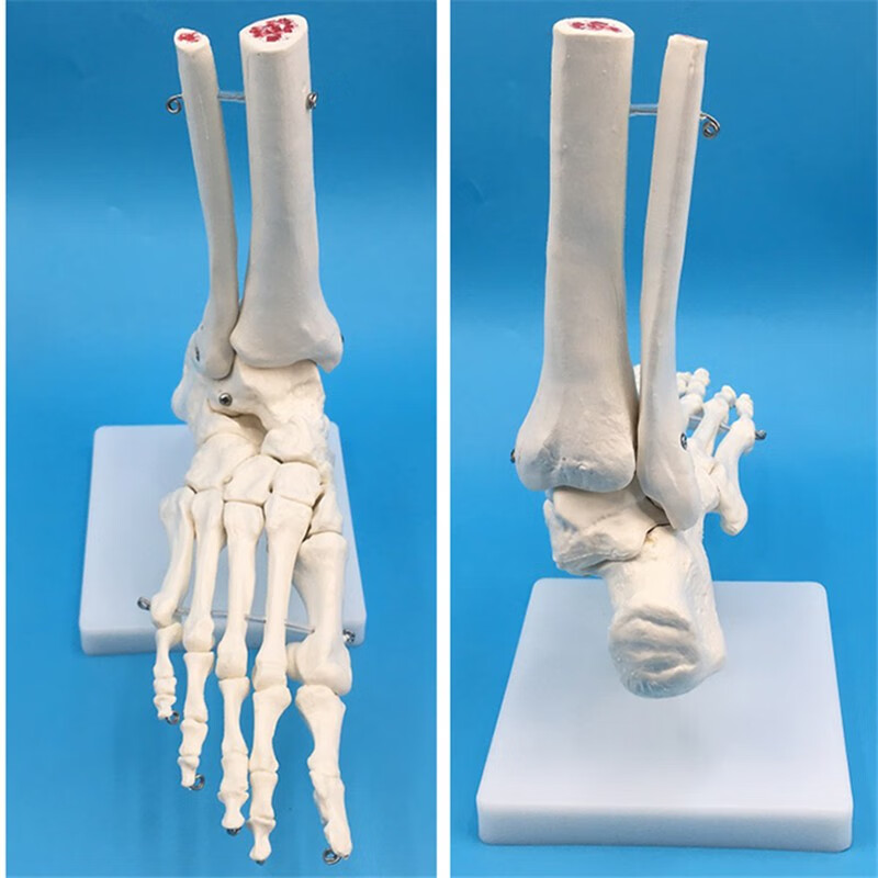 脚关节模型 医学1：1人体踝关节模型足关节脚关节手足外科胫腓骨下端距骨体人体运动系统骨科骨骼解剖