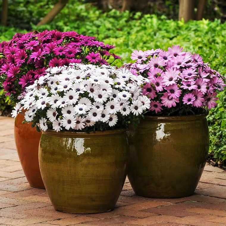 德骊嘉南非万寿菊蓝目菊盆栽花苗花期长耐寒庭院阳台四季易养活观花