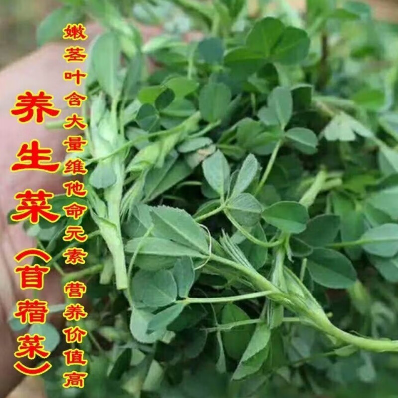 食用苜蓿菜种子养生野菜籽夏季紫花苜蓿芽四季野生多年生蔬菜种籽
