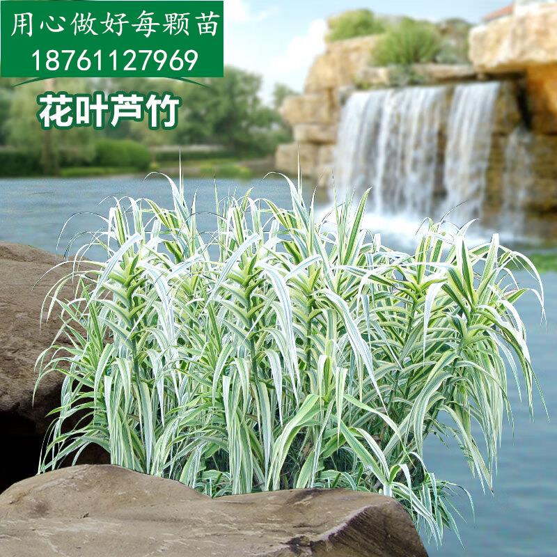 千颂园【一件/10棵·花叶芦竹】庭院绿化水生植物 花叶芦竹竹净化水质