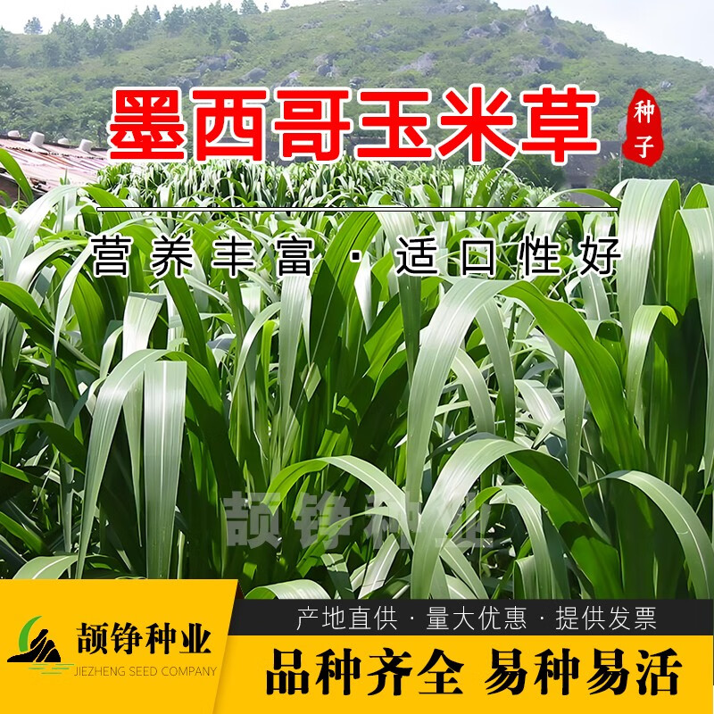 颉铮进口墨西哥玉米草种子籽牧草鱼草四季养殖再生多年生优12牛羊兔子 墨西哥玉米草5斤