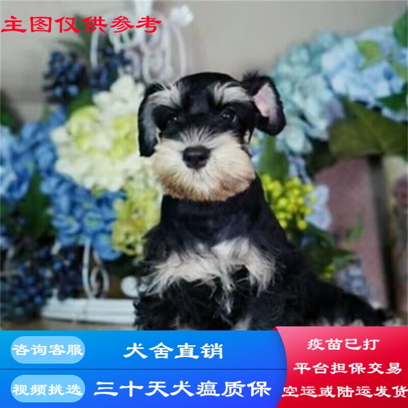 桓瑞宠物  纯种宠物狗狗活体雪纳瑞幼犬幼崽椒盐色迷你茶杯体小型犬