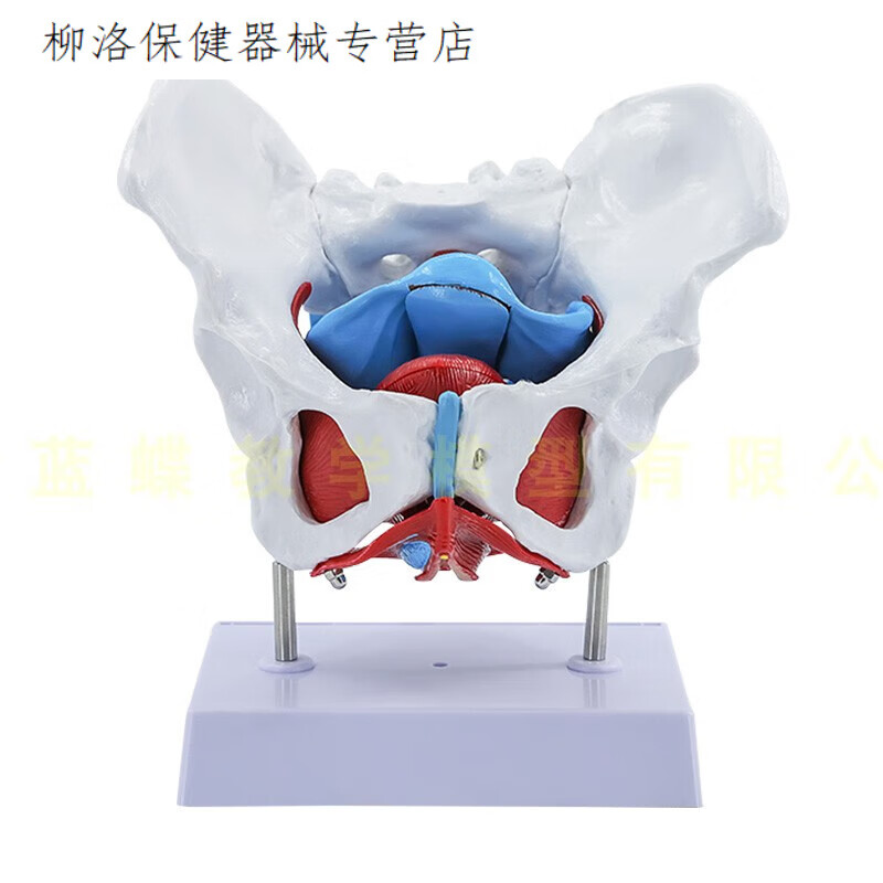 女性骨盆生殖解剖模型 女性盆腔结构 膀胱盆底肌肉康复 教学医学 女性