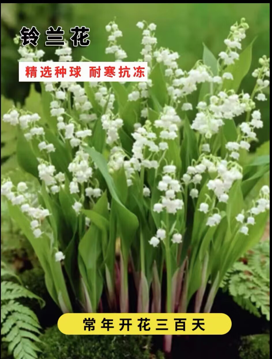 唐扣889 花艺浓香型铃兰花苗帯芽花卉绿植室内阳台多年好养四季开花 5支+化肥盆属于什么档次？