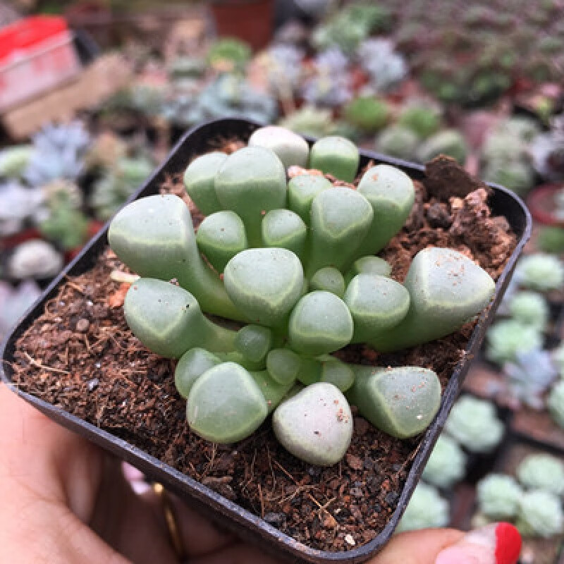 五十铃玉美灵玉多肉植物盆栽室内窗台养殖光玉肉肉净化空气t2 五十铃
