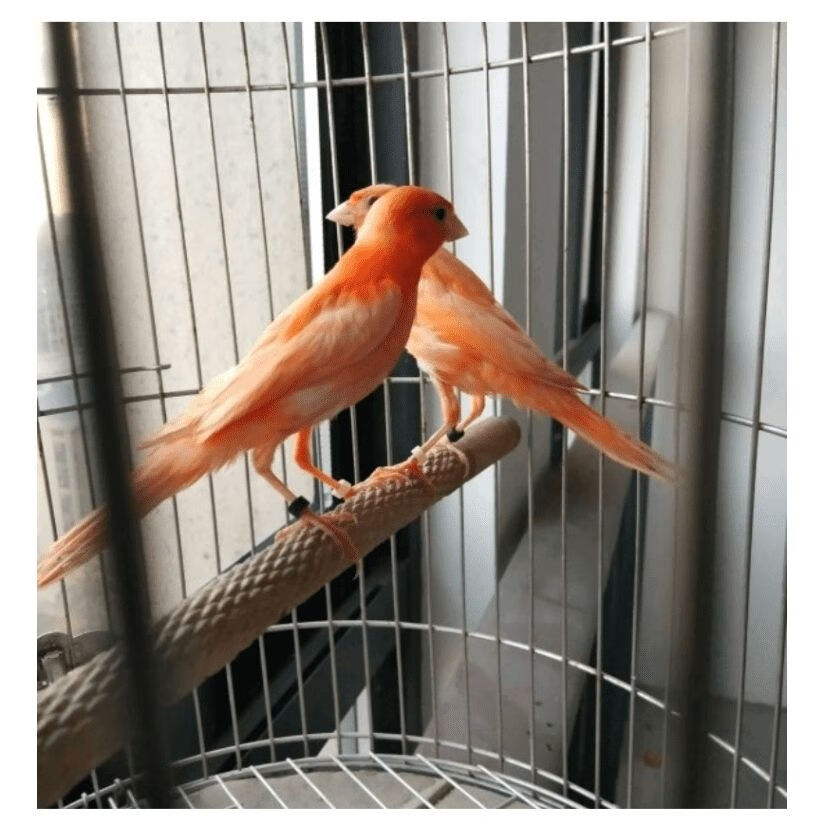 迪士农庄园 dsnzy玉鸟活体玉鸟芙蓉辣椒红绿桂皮白卷毛红桂皮笼养鸟