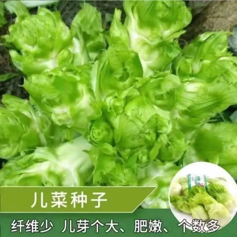 榨菜种子肉质肥厚嫩脆榨菜头种籽茎用芥菜疙瘩耐寒耐蔬菜种孑 榨菜