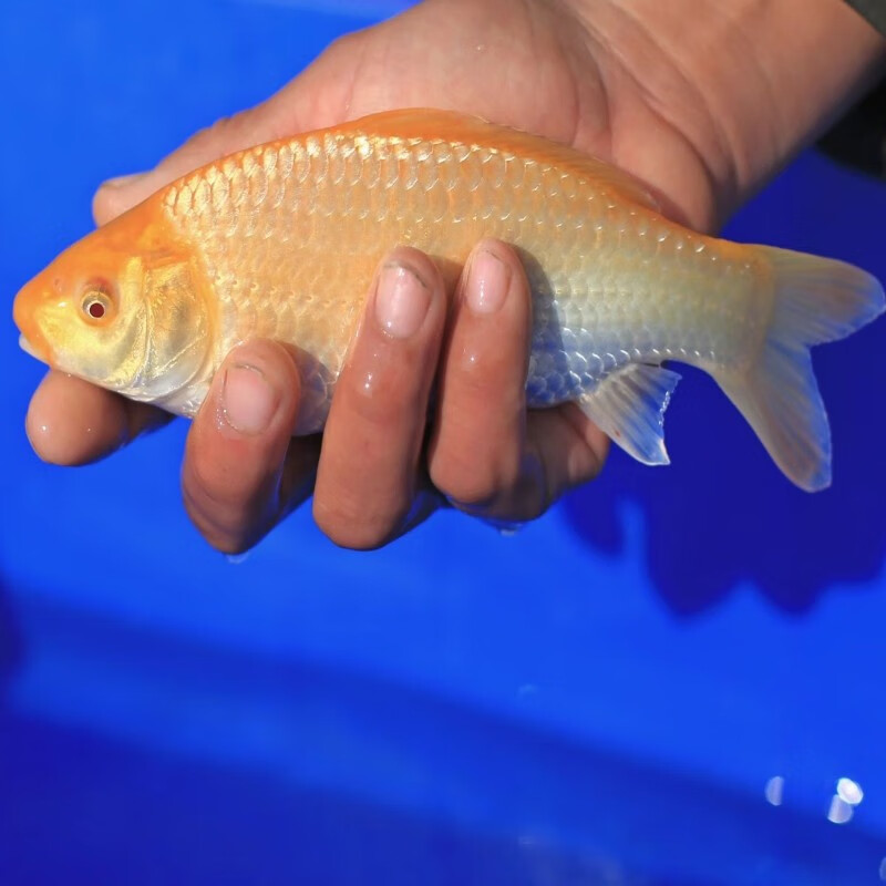 欣锦宠小西赤目介子日本进口锦鲤纯种血统介子锦鲤锦鲤活体淡水鱼观赏