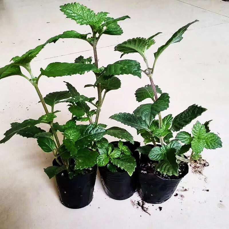 江影清广西新鲜凉粉草苗四季可种烧仙草苗特产仙人草苗小苗带根带泥