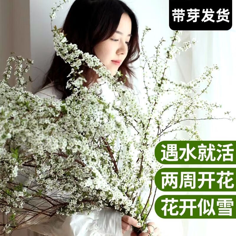 网红款鲜枝雪柳泡水开花水培冬季耐寒花卉干枝遇水开花绿植 干枝雪柳5枝赠5枝共发10枝《80cm 不带花瓶