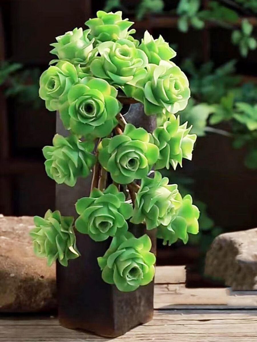 七抒进口翡翠球山地玫瑰趣味多肉植物办公室内花卉盆栽阳台 图二款30