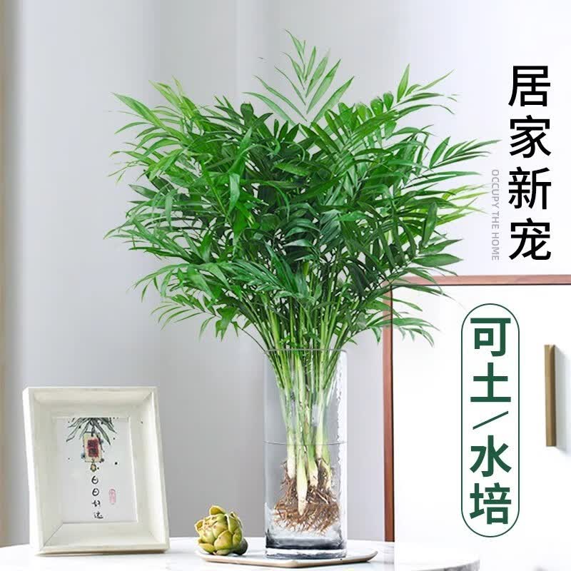 袖珍椰子高50-60cm/10-12棵