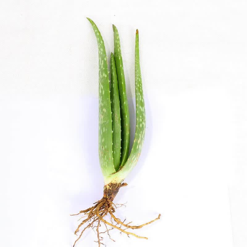 美国库拉索芦荟盆栽植物美容护肤室内可食用花卉绿植芦荟苗的 库拉索