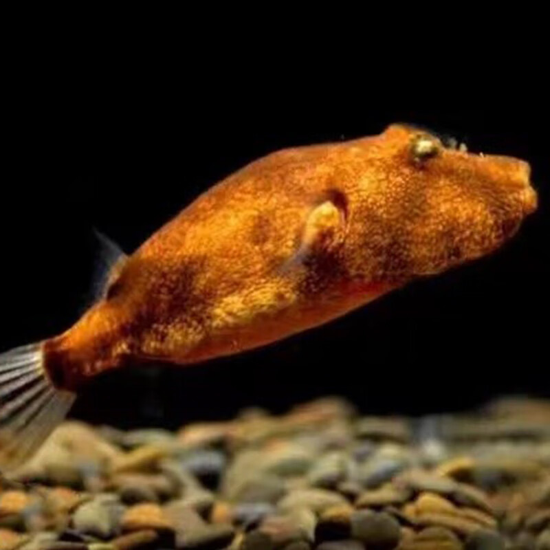 精品木瓜狗头鱼热带观赏鱼毛毛狗头鱼肉食性猛鱼活体