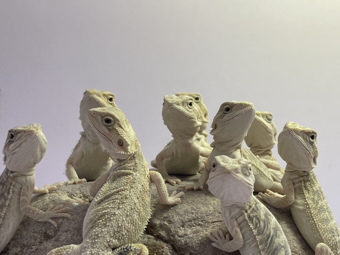 活体宠物鬃狮蜥蜴幼崽可爱苗子小蜥蜴幼体练手苗隐超白zero活物