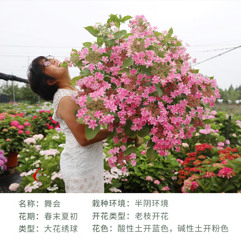 菜友手鞠灵感等海妈家绣球花阳台花卉盆栽10年耐寒多头绣球老桩 舞会
