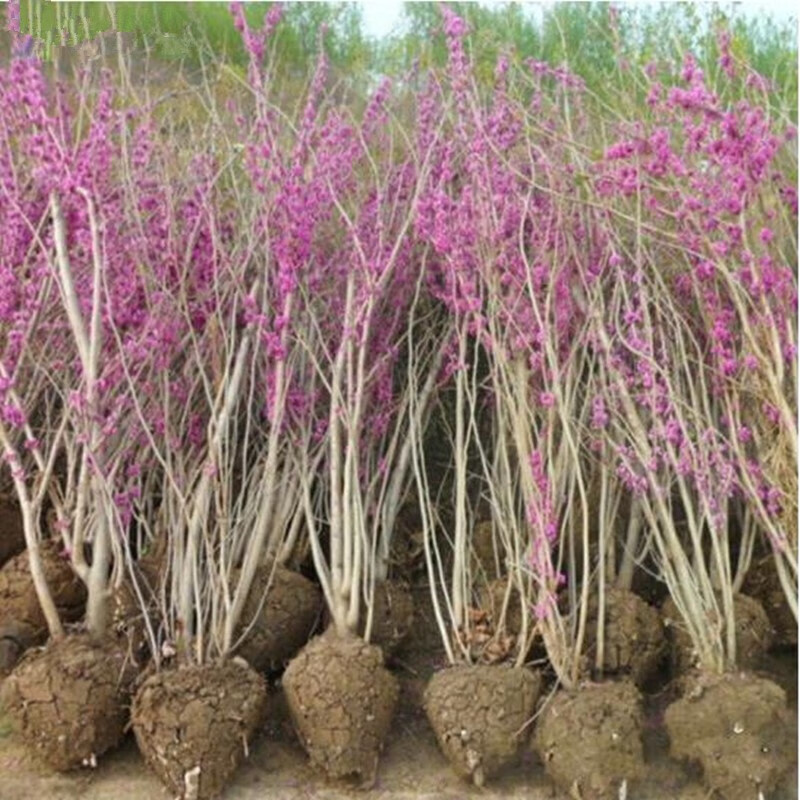 意轩庭院观赏花紫藤 紫薇 紫荆小苗紫荆花 紫荆苗满条 紫?；?5到6分支