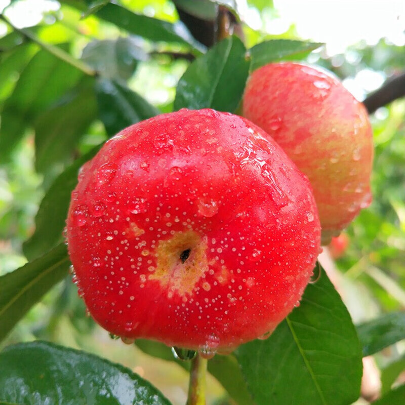 晨臻【现货速发-彩箱礼盒装】陕西纽扣油蟠桃 新鲜孕妇水果奶油蟠桃