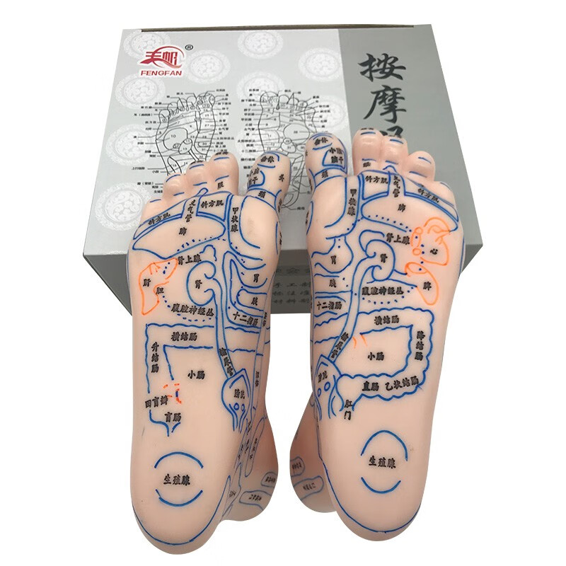 足部模型 经络通清晰足底反射区模型 脚底按摩点穴模型足部经络 m足部