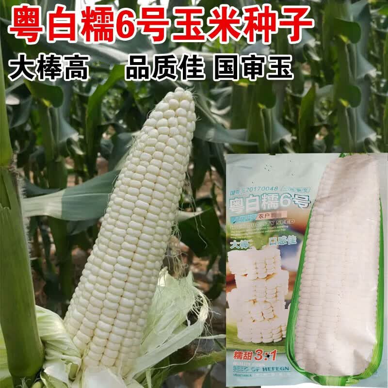 白甜糯玉米种子高产四季播白糯玉米非转国审农家超甜加糯玉米种子 粤白糯玉米种子/40克袋高性价比高么？