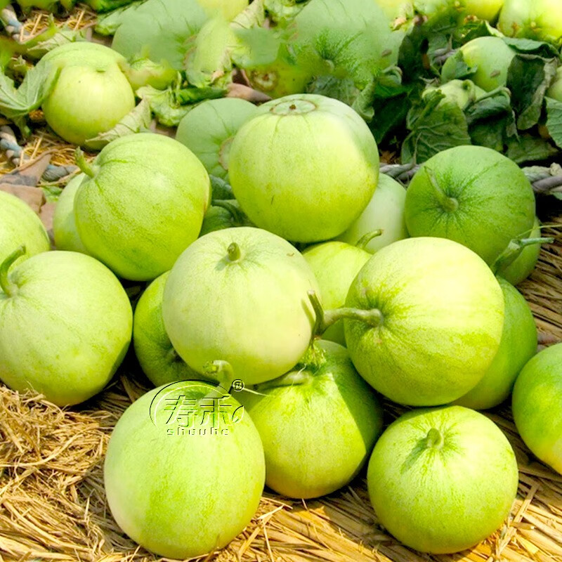 寿禾甜宝香瓜种子冰糖小甜瓜南方水果皮薄苗 r本甜宝甜瓜种子 50粒×2