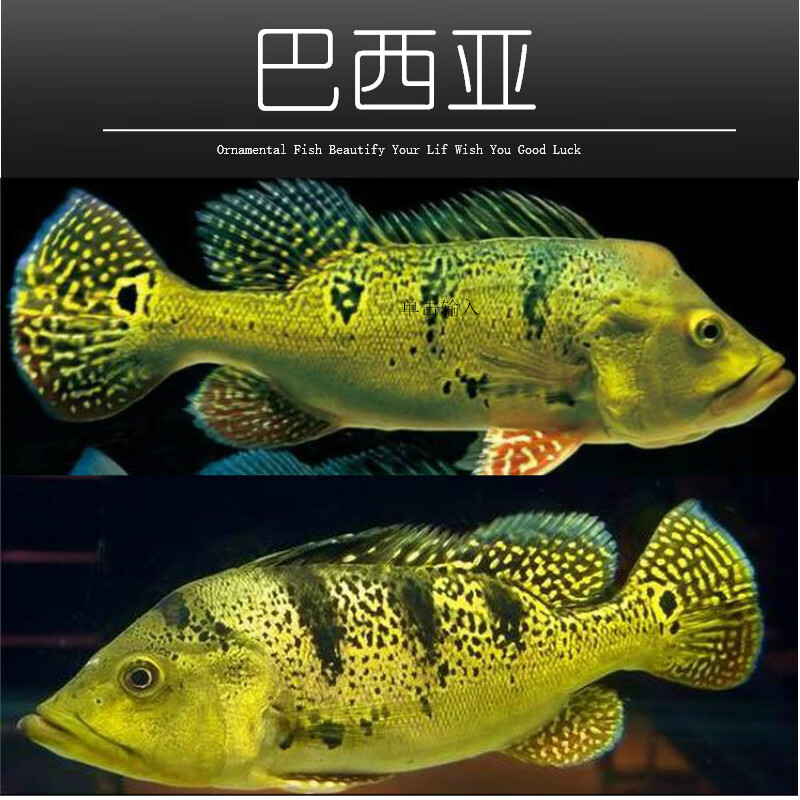 梦茜儿(mexemina)巴西亚鱼皇冠三间金老虎鱼活体帝王三间龙鱼配鱼风水