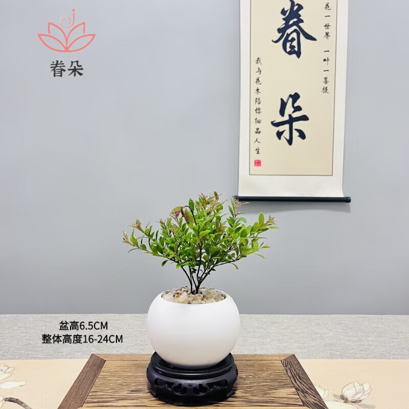 绿植盆栽网购商品历史价格查询|绿植盆栽价格走势图