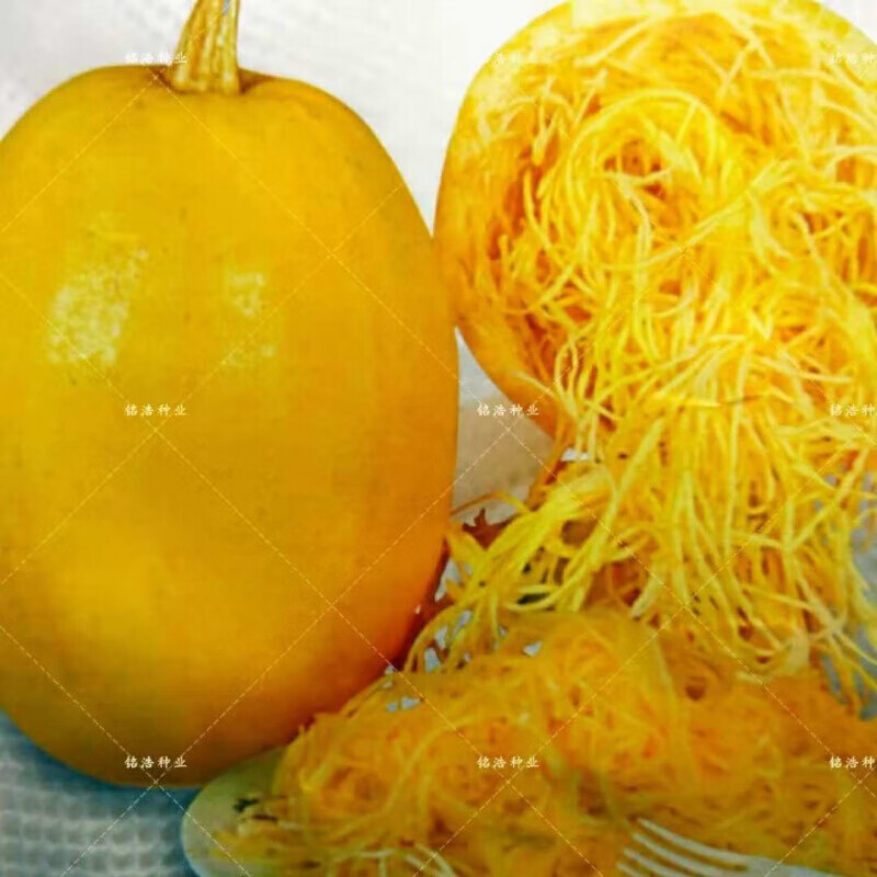 春枝韵绞丝金丝瓜种子 搅绞瓜种子角瓜 观赏果蔬 天然粉丝味 金丝搅瓜