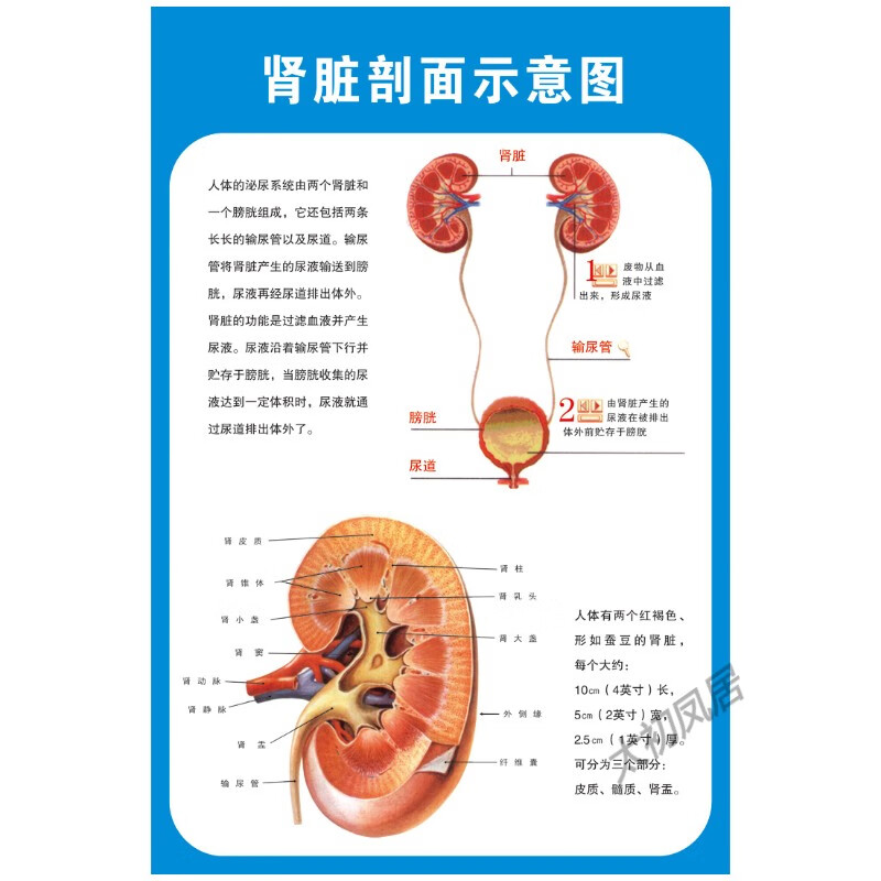 肾脏剖面示意图 医学宣传贴图 人体器官解剖图展板 医院布置海报 肾脏